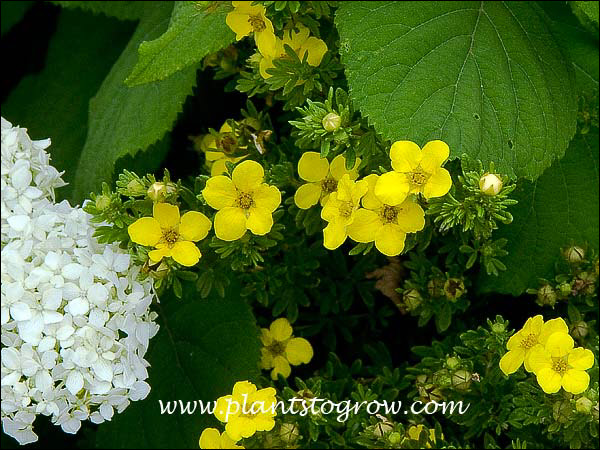 Gold Drop Potentilla sharing some space with a Hydrangea.
